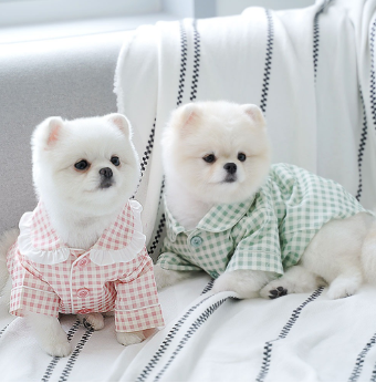 1000만명에 이른다는 반려동물 애호가들이 조금이라도 방심하면 유기견이 생기고, 거기서 오는 부작용과 폐해가 적지 않을 것이다. 사진 ㅣ 알콩단잠
