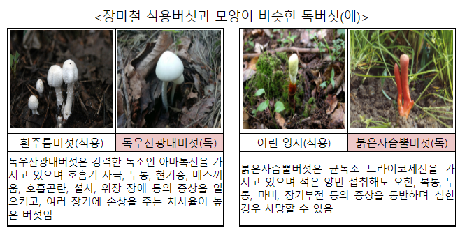 식품의약품안전처는 6일 농촌진흥청과 함께 장마철에 쉽게 번식하는 야생버섯 섭취로 인한 중독사고의 위험성을 경고하고, 식용버섯과 비슷한 독버섯에 대한 각별한 주의를 당부했다. 사진 ㅣ 식품의약품안전처