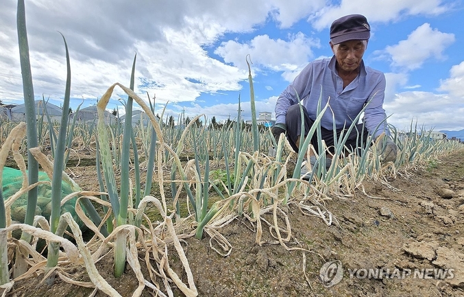 올여름이 역대 가장 더웠다. 전국 평균기온 25.7도로 사상최고차를 기록했다. 최고 30.7도·밤최저 21.5도도 역대 1·2위 '신기록'을 달성했다. 최악 가뭄에 농업용수 공급이 중단된 가운데 1일 강원 강릉시 한 대파밭에서 농민이 밭상태를 살펴보고 있다. 사진 ㅣ 연합뉴스