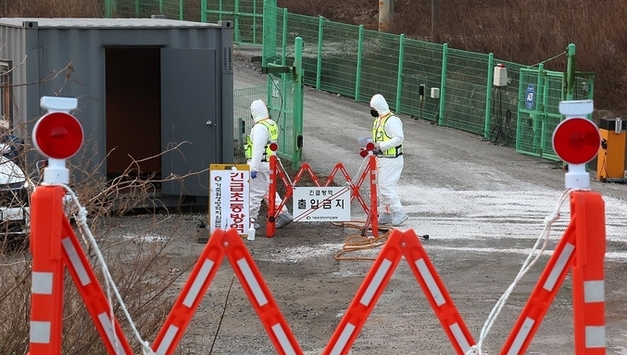 올해 아프리카돼지열병 11건 발생... 작년의 2배 육박