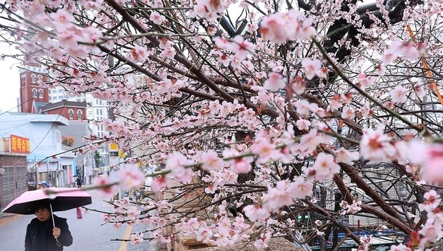 3·1절 연휴 낮과 밤 기온차 15℃ 이상…연휴 마지막 날 곳곳 비