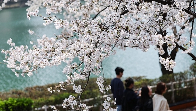 봄꽃 만개, ‘여의도 봄꽃축제’ 안전관리 완전한가