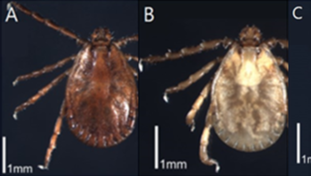 SFTS를 아시나요…치명률 18 야외활동 시 “진드기 주의”