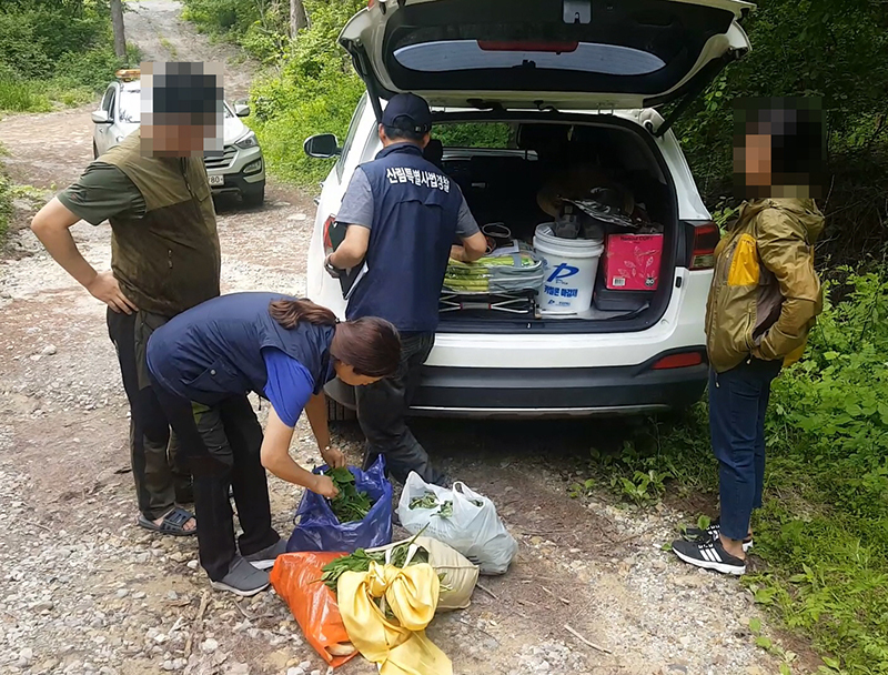 산나물을 캐러 산에 가서 실화로 이어지면서 초대형 산불이 발생하는 것을 막기 위해 산나물 채취 등 불법행위에 대해 집중단속이 실시된다. 사진 | 산림청